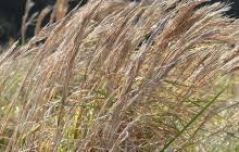 Image result for Andropogon ligulatus