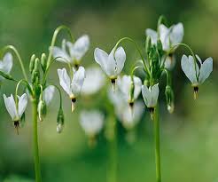 Check spelling or type a new query. 15 Top Native Plants Of The Pacific Northwest Native Plants Pacific Northwest Garden Plants