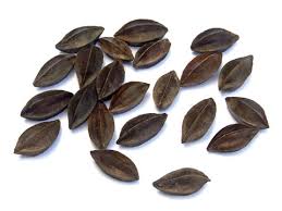 Image result for Combretum constrictum