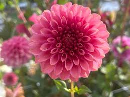 Image result for Stolzia kalkhof-roseae