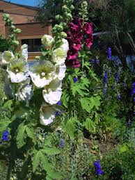 Explore all the blue flag sites! Planning For The Red White And Blue Part 1 Master Gardeners Of Northern Virginia
