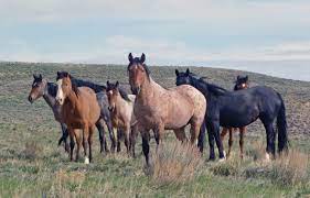 Explore colorado's herd management areas using the links on the right. Feds Hope To Conduct Wild Horse Roundups In Western Colorado Aspentimes Com