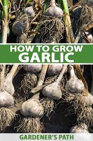 With that in mind, here is a look at how to plant your own incredible crop this fall, including a short video tutorial near the end as well. How To Plant And Grow Garlic Gardener S Path