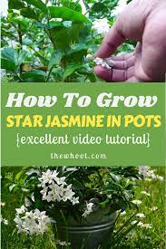 Pin On Growing Roses