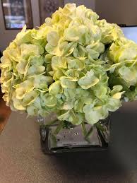 Avsa's purpose is to educate our members and the public on the care, propagation and hybridization of african beautiful unusual african violet • toni weidman, trinity fl. Flowers By Maria Posts Facebook