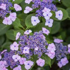 Perfect Plants For A Midwest Woodland Garden In 2020 Plants Perfect Plants Fragrant Flowers