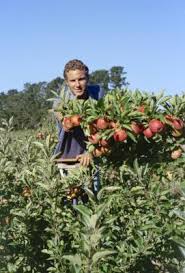 Figuratively, every plant has a biological clock in it. Which Fruit Trees Grow Best In Zone 8