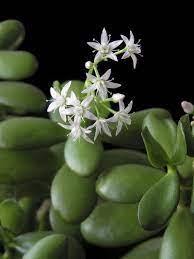 Does A Jade Plant Bloom What Are Jade Plant Flowering Requirements Jade Plant Care Jade Plants Plant Care