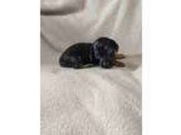 Find dachshund puppies for sale from a vast selection of dachshund. Puppyfinder Com Dachshund Puppies Puppies For Sale Near Me In Idaho Usa Page 1 Displays 10