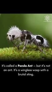 Image result for panda ant