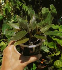 Image result for Eulophia obscura