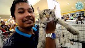 Inilah 5 sebab kucing mendatangi rumah kita,subhanallah.!! Best Of Cat Show 2019 Malaysia Free Watch Download Todaypk