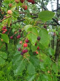 Image result for Amelanchier laevis