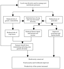 flowchart indicating how the use of local crop genetic