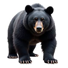 Large Black Bear Standing PNG Transparent Images Free Download