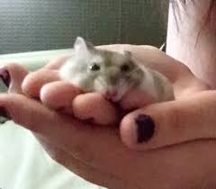 Russian dwarf hamsters eat like other hamsters. Ash Russian Dwarf Hamster Home Facebook