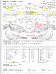 16 dental chart template best of primary teeth beautiful