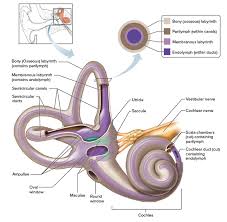 If it heals quickly (within three days), fluid may collect in the middle ear again, and the symptoms may persist. Human Ear Anatomy Parts Of Ear Structure Diagram And Ear Problems