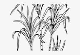 Christmas coloring pages candy canes pinterest free printable sugar from sugar cane coloring pages candy cane drawing at getdrawings from online printable coloring sheets even if can be quickly delivered at the reception desk. Sugarcane Cliparts Sugar Cane Clipart Black And White Transparent Png 640x480 Free Download On Nicepng