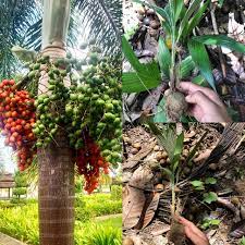 Pokok pinang merah / red palm. Pokok Pinang Merah Pokok Hiasan Shopee Malaysia