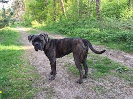 Learn everything about the bandog dog the bandog can either be the general name for a type of guard dog, or a shortened description of the. Bandog Wikipedia