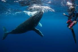 Oder doch lieber eine almhütte für dich und deine freunde? Tonga Urlaub Inseln Im Konigreich Entdecken Polynesia Select