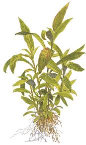 Image result for Strombosiopsis