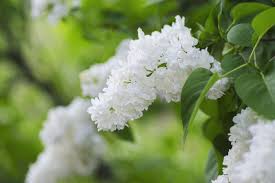 Lilac Flower Meaning Flower Meaning White Lilacs Flower Meanings Lilac Flowers Outdoor And Landscape