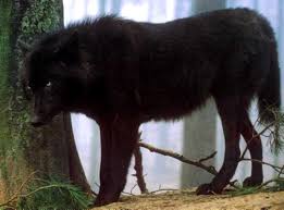 Black And Brown Wolf Dog Assault On The Endangered Species Act And The War On Wolves Wolf With Blue Eyes Wolf Dog Black Wolf