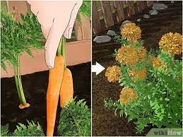 It also has excellent effect to the underground root pests, acaride and nematode. How To Kill Nematodes 9 Steps With Pictures Wikihow