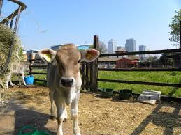 Chickens, horses, pigs, goats, ducks, and more! City Farms In London For Family Friendly Animal Encounters The London Resident
