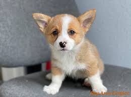 We did not find results for: Bay Area Corgis