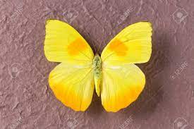 Mariposa Amarilla De Tingo Maria En Peru Phoebis Philea Philea En America Azufre Naranja Prescrito En Ingles Fotos Retratos Imagenes Y Fotografia De Archivo Libres De Derecho Image 44234175