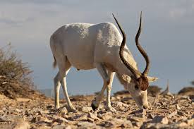 The african elephant population that once showed promising signs of recovery, could be at risk due to the recent surge in poaching for the illegal ivory trade. Addax Wikipedia