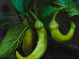 If you have a bumper crop of sweet banana peppers that you cannot eat or give away fast enough, consider canning them for use later in the year. Problems Growing Banana Peppers What To Do When Banana Peppers Turn Brown
