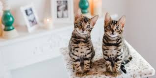 Kucing serengeti merupakan kucing domestik hasil persilangan antara kucing bengal dengan kucing oriental shorthair. Mirip Leopard Mini Ini Sifat Kucing Bengal Yang Sukses Bikin Catlover Jatuh Hati Merdeka Com
