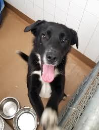Keep mealtimes on a schedule; Lacy Female Border Collie Lab Mix 8 Month Old Puppy A Better Chance Animal Rescue