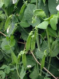 Image result for Pisum sativum