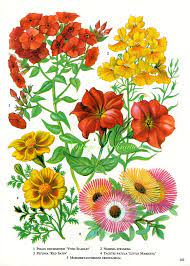 Vintage Print Flowers Petunia Nemesia 143 Chart Beautiful 1960 Etsy Vintage Flower Prints Vintage Botanical Prints Botanical Prints