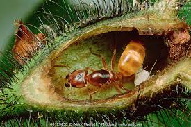 Image result for Cordia sp.A.