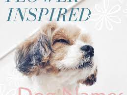 These names ideas for white dogs are wonderful and creative which are customise by color, breed, size, and group. 150 Beautiful And Uncommon Flower Names For Dogs Pethelpful