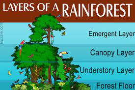 Four Layers Of A Rainforest Rainforest Facts Rainforest Facts For Kids Rainforest Information