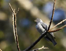 Birds Of A Feather Song Rio Black Faced Cotinga Conioptilon Mcilhennyi Ramal Do Noca Rio Branco Acre State Brazil In 2020 Bird Perch