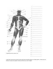 There are around 650 skeletal muscles within the typical human body. Bio 201 Label Muscles Of Anterior View Week 3 Docx Label These Muscles And Submit Via The Drop Box By Saturday Night At 11 59pm Eastern Please Be Course Hero