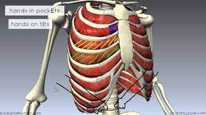 The rib cage is the arrangement of ribs attached to the vertebral column and sternum in the thorax of most vertebrates that encloses and protects the vital organs such as the heart, lungs and great vessels. Muscles Of The Thoracic Wall 3d Anatomy Tutorial Youtube