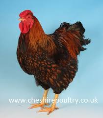 Bird Eggs For Sale Uk Gold Laced Wyandotte Hen Welcome Breed Profiles News Articles General Care Hatching Eggs Gold Laced Wyandotte Chickens For Sale Wyandotte