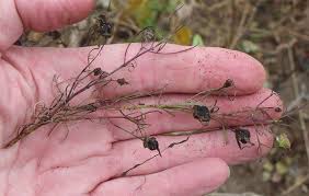 Image result for Rhamphicarpa