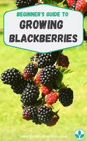 Growing Blackberries Beginner S Guide Gardengearshop Garden Yard Backyard Seeds Gardening Plants Growing Blackberries Blackberry Plants Berry Plants