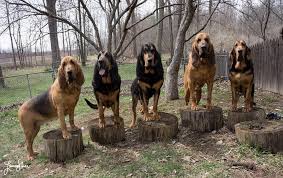 Our babies are all vet checked by a vet doctor and have received. Wychway Bloodhounds