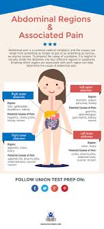 Here, we have the stomach, liver, and the pancreas. Abdominal Regions And Associated Pain